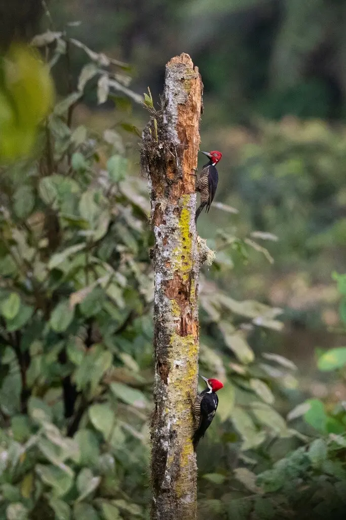 厄瓜多尔啄木鸟（Campephilus gayaquilensis）