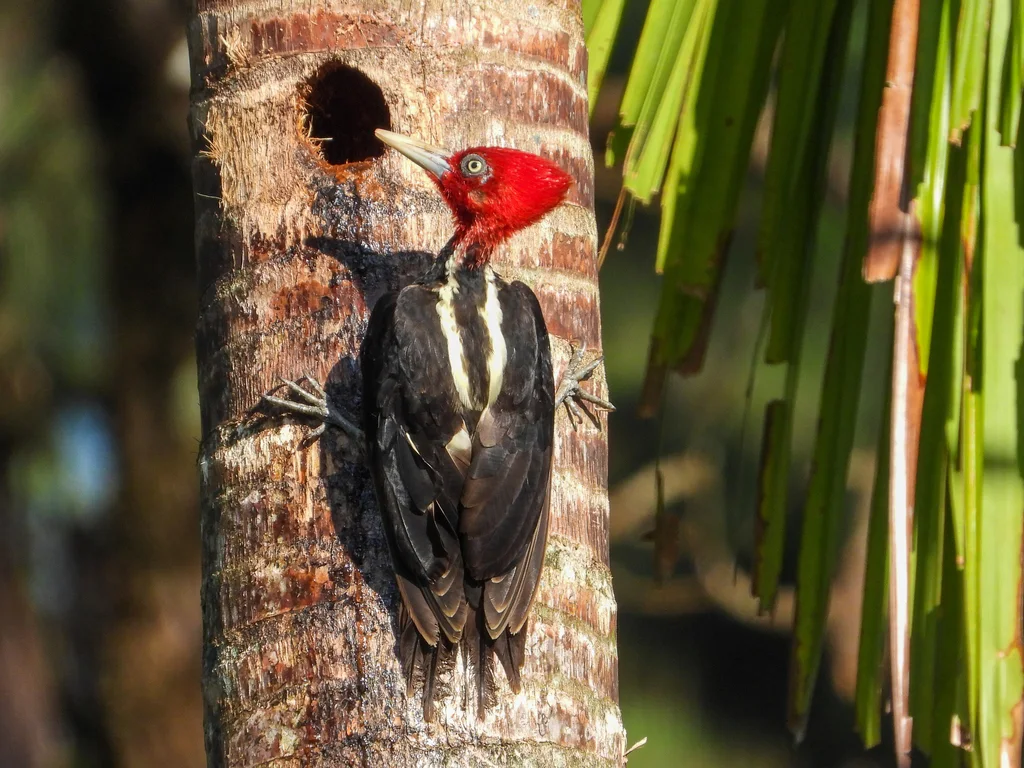 淡嘴啄木鸟(Campephilus guatemalensis)