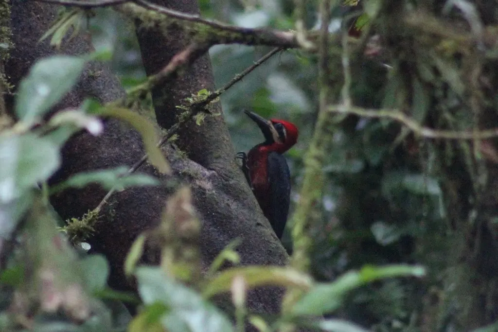朱腹啄木鸟(Campephilus haematogaster)