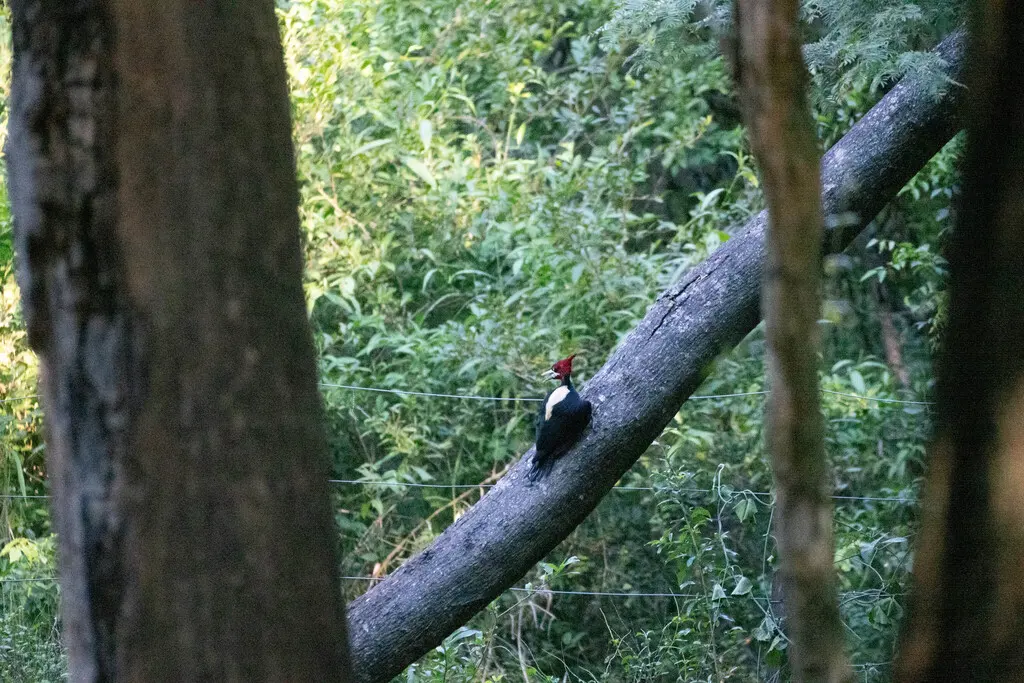 乳白背啄木鸟(Campephilus leucopogon)
