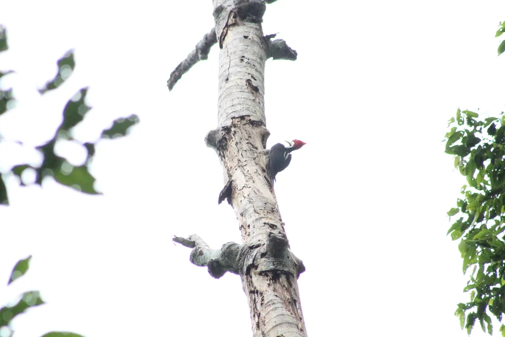 朱冠啄木鸟(Campephilus melanoleucos)