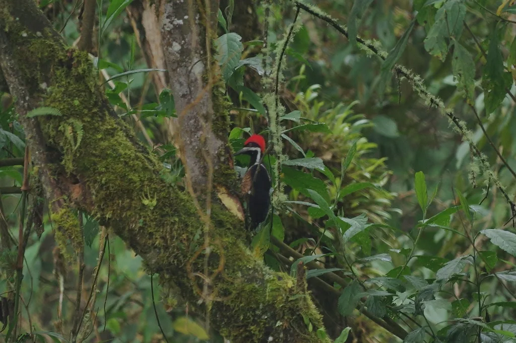红冠颈纹啄木鸟(Campephilus pollens)