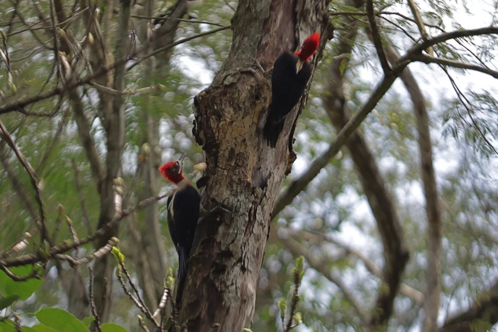 南美啄木鸟(Campephilus robustus)