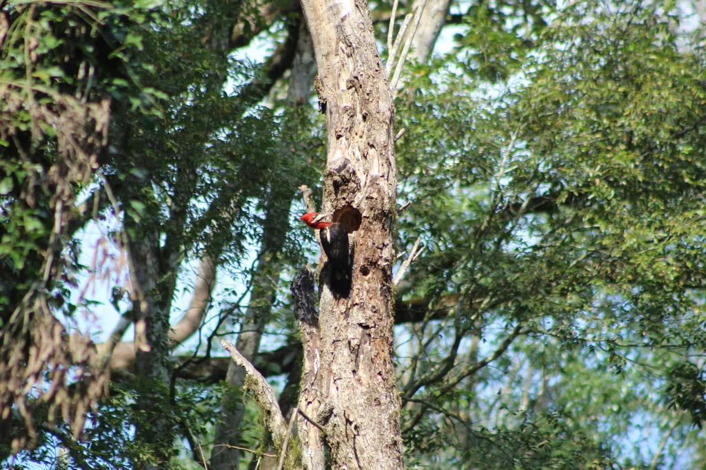 南美啄木鸟(Campephilus robustus)