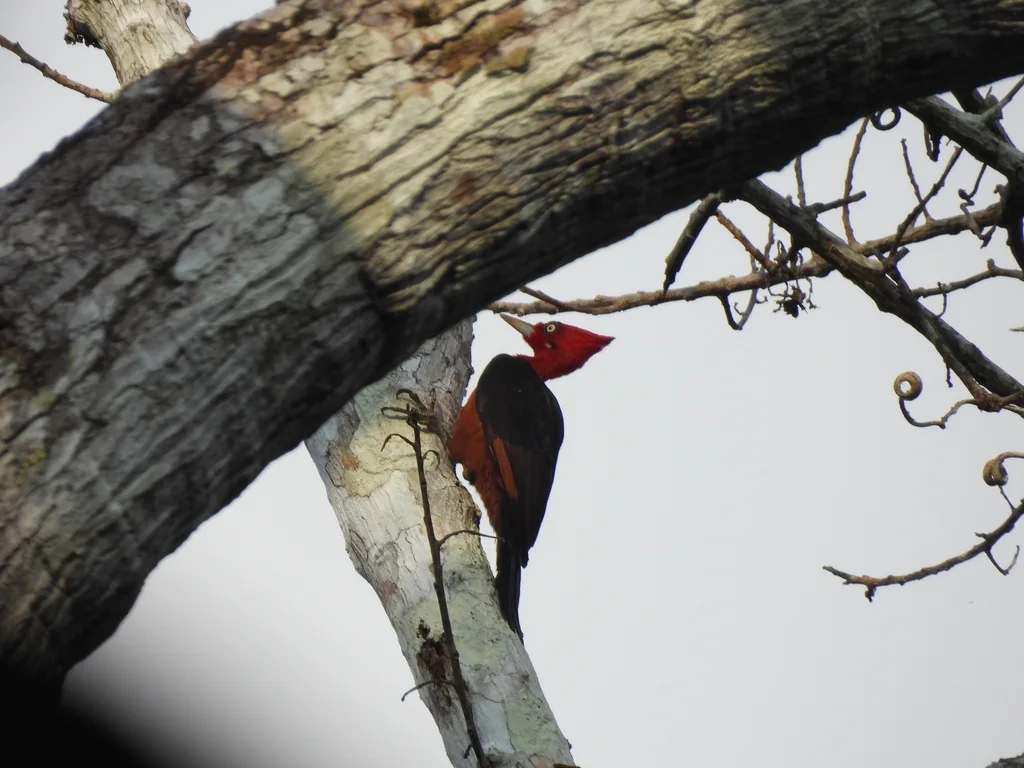 红颈啄木鸟(Campephilus rubricollis)