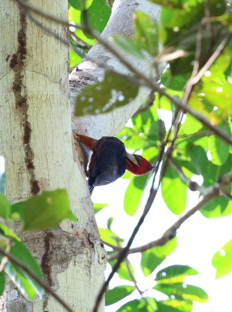 红颈啄木鸟(Campephilus rubricollis)