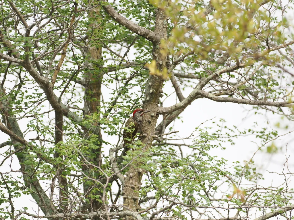金尾啄木鸟(Campethera abingoni)