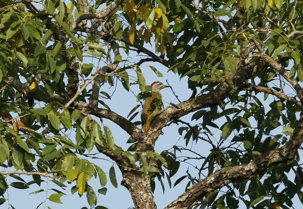 红点啄木鸟(Campethera punctuligera)