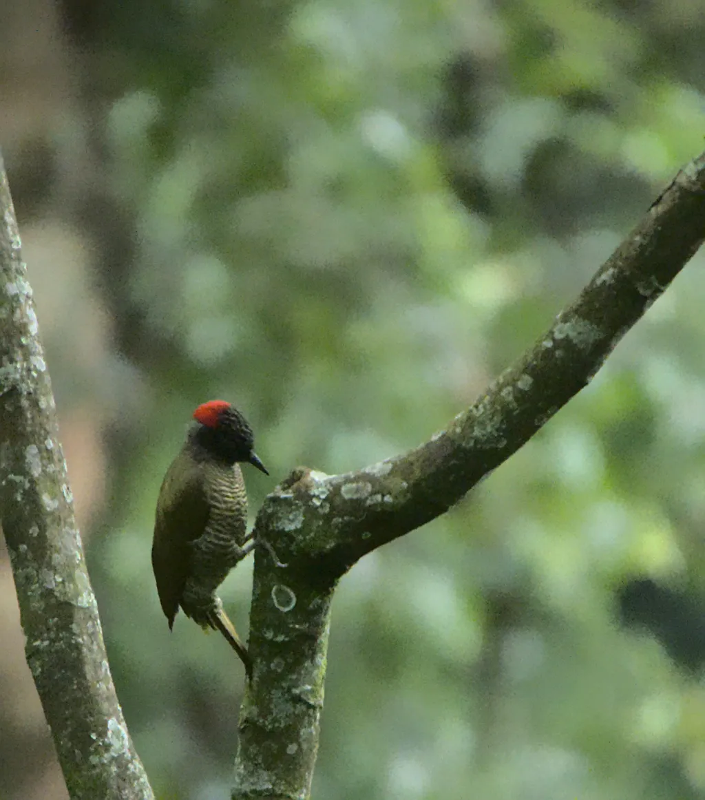 绿背斑啄木鸟(Campethera taeniolaema)