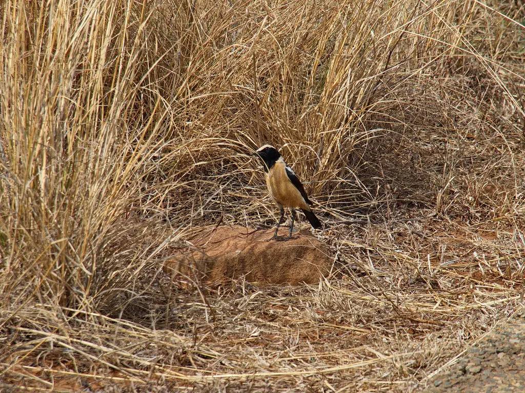黄纹石䳭(Campicoloides bifasciatus)