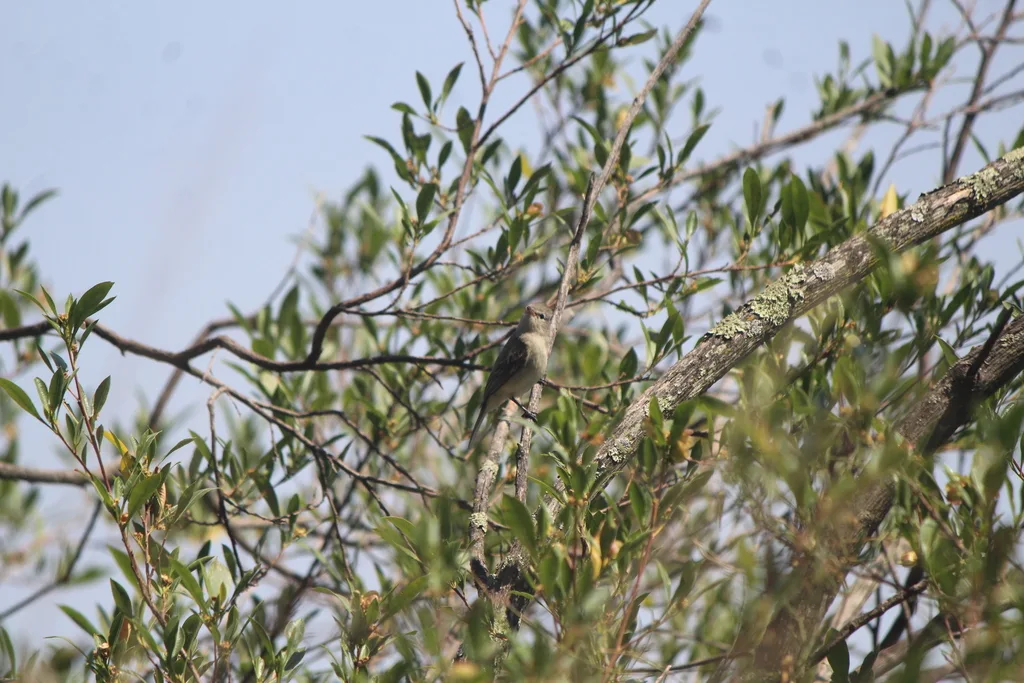 北无须小霸鹟(Camptostoma imberbe)
