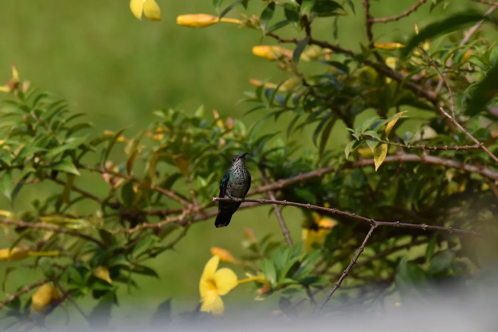 白尾刀翅蜂鸟(Campylopterus ensipennis)