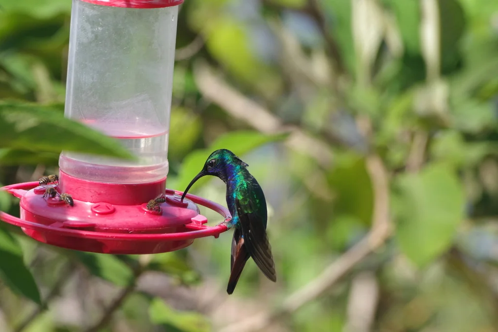 棕尾刀翅蜂鸟(Campylopterus falcatus)