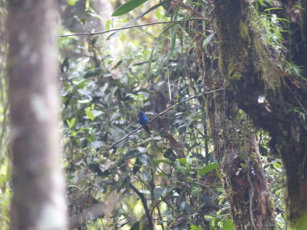棕尾刀翅蜂鸟(Campylopterus falcatus)
