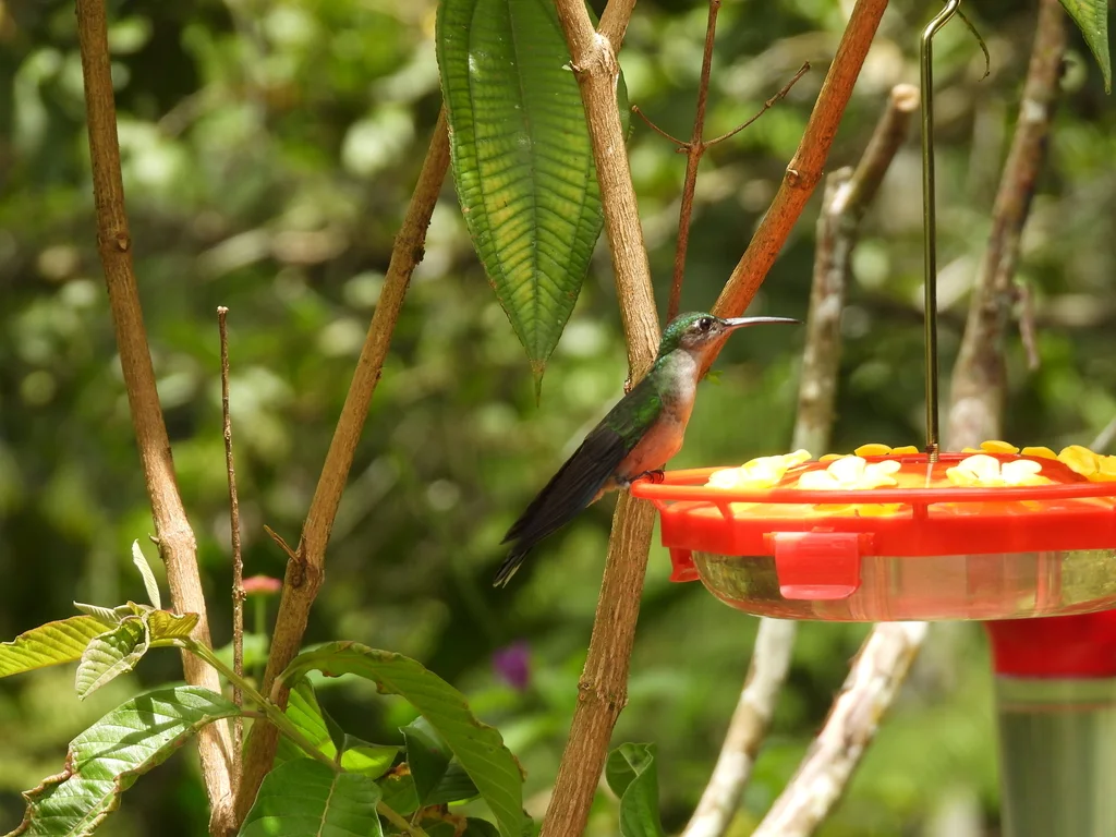 灰胸刀翅蜂鸟(Campylopterus largipennis)