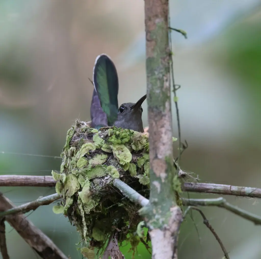 灰胸刀翅蜂鸟(Campylopterus largipennis)