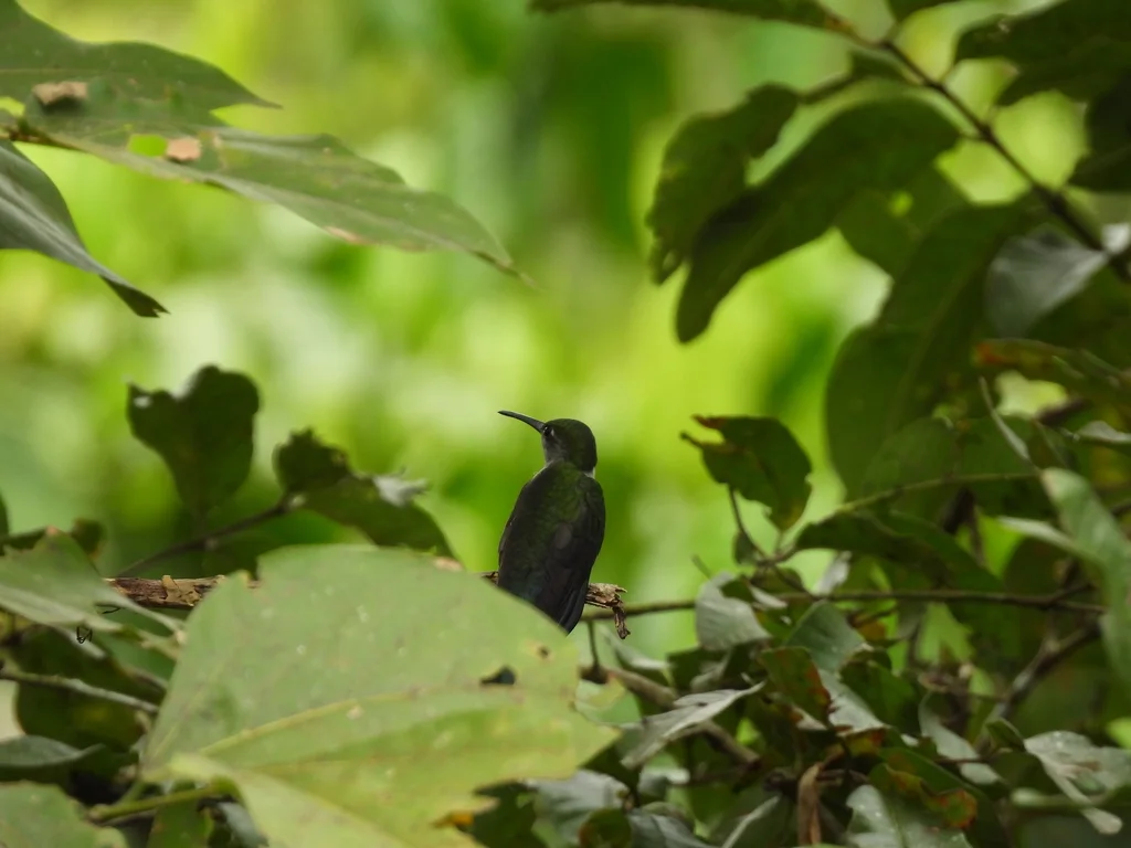 灰胸刀翅蜂鸟(Campylopterus largipennis)