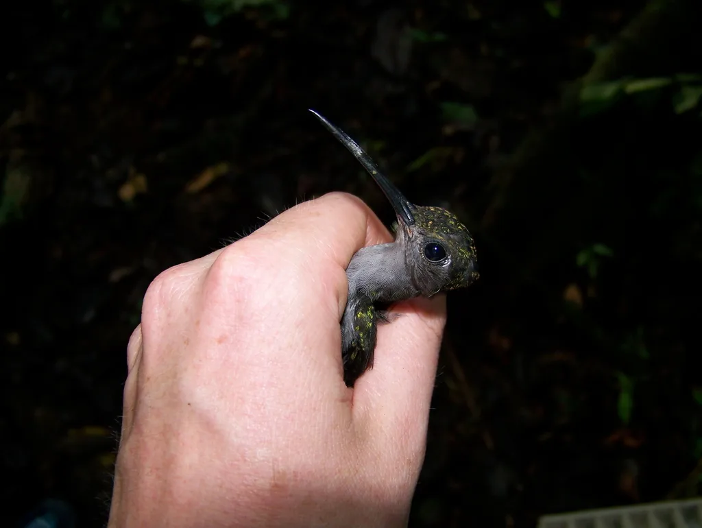 灰胸刀翅蜂鸟(Campylopterus largipennis)