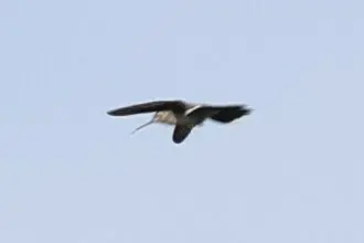 灰胸刀翅蜂鸟(Campylopterus largipennis)