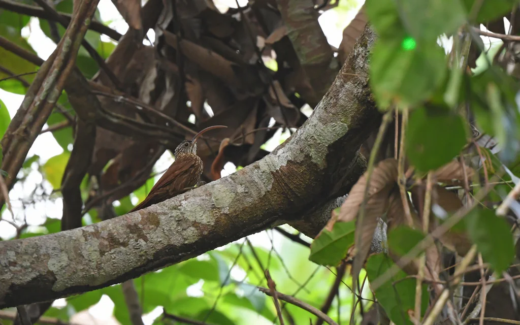 新谷镰嘴䴕雀(Campylorhamphus multostriatus)