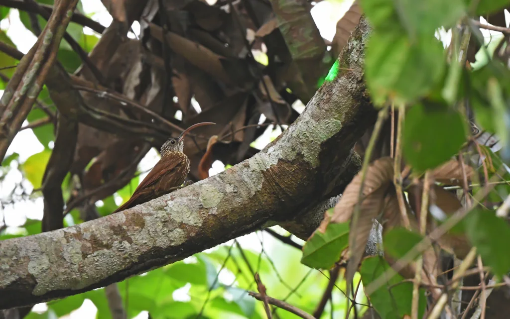 新谷镰嘴䴕雀(Campylorhamphus multostriatus)