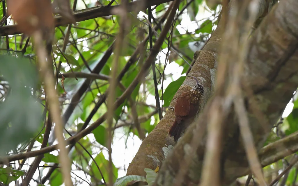 新谷镰嘴䴕雀(Campylorhamphus multostriatus)
