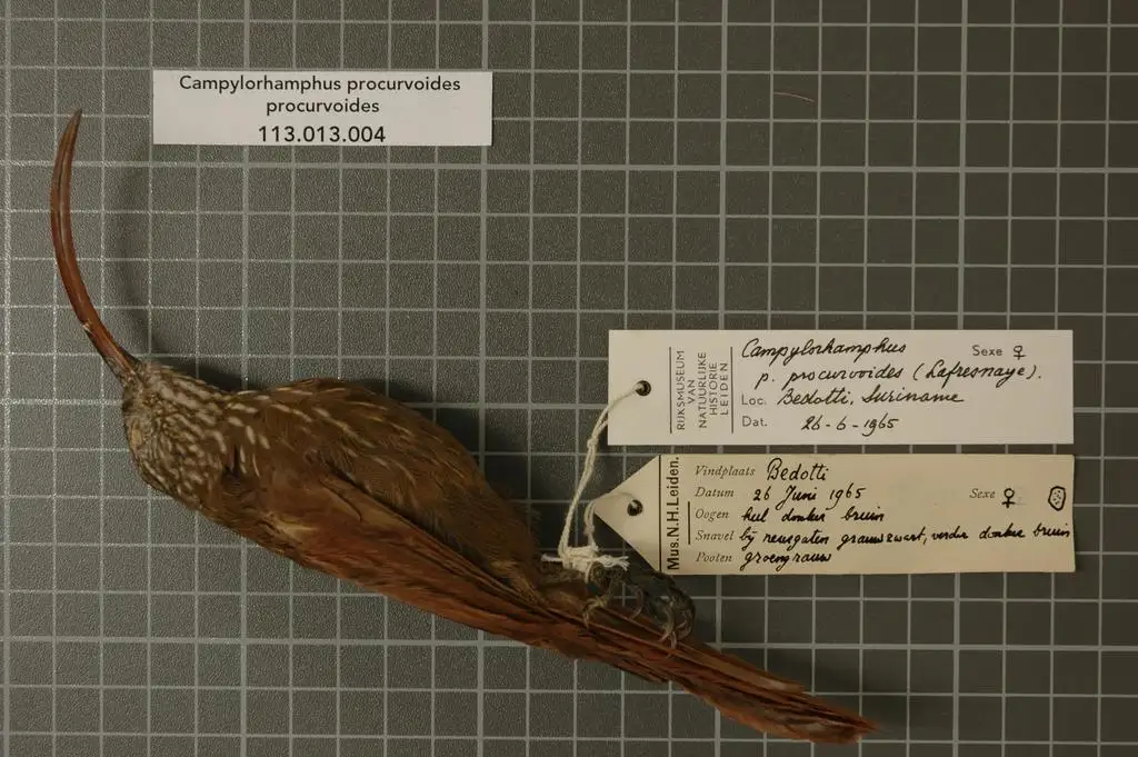 淡嘴镰嘴䴕雀(Campylorhamphus procurvoides)