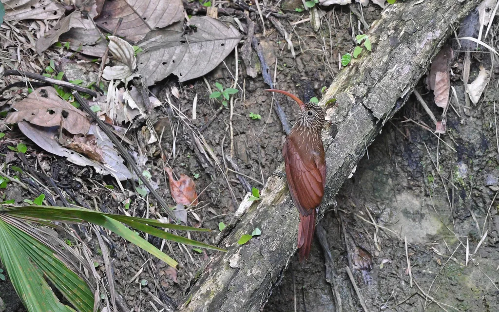红嘴镰嘴䴕雀（Campylorhamphus trochilirostris）