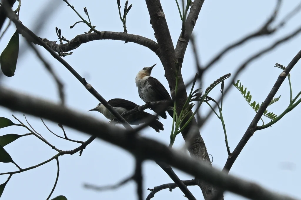 白头曲嘴鹪鹩(Campylorhynchus albobrunneus)