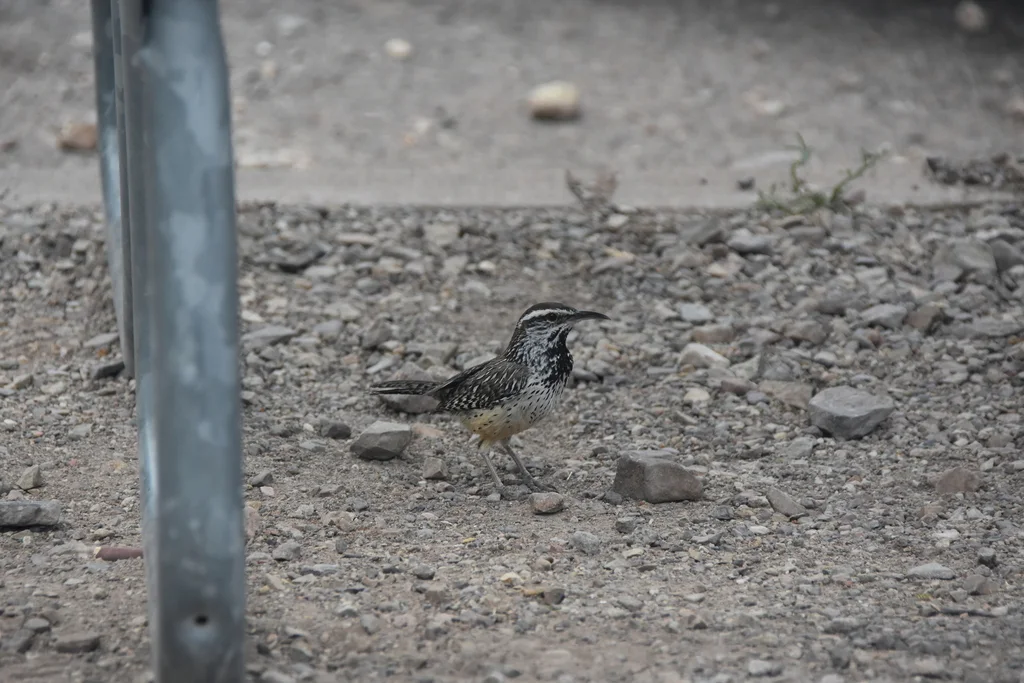 棕曲嘴鹪鹩（Campylorhynchus brunneicapillus）