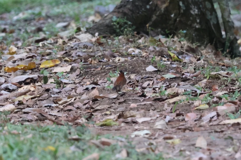 棕背曲嘴鹪鹩(Campylorhynchus capistratus)