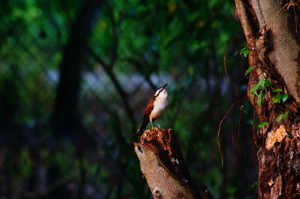 大曲嘴鹪鹩(Campylorhynchus chiapensis)