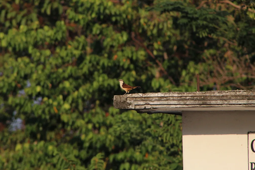 大曲嘴鹪鹩(Campylorhynchus chiapensis)