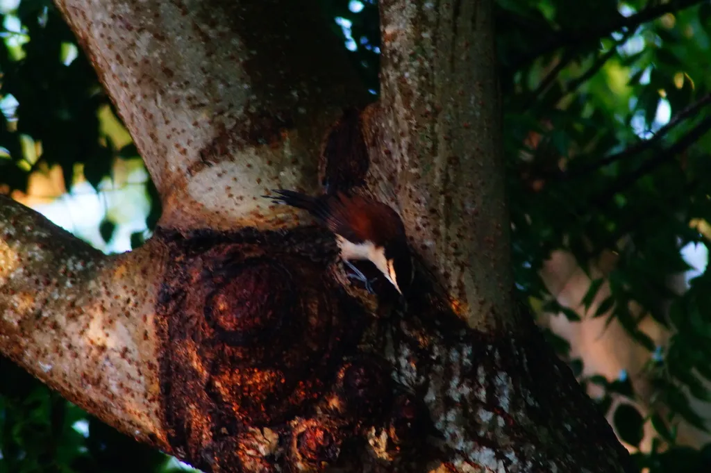 大曲嘴鹪鹩(Campylorhynchus chiapensis)