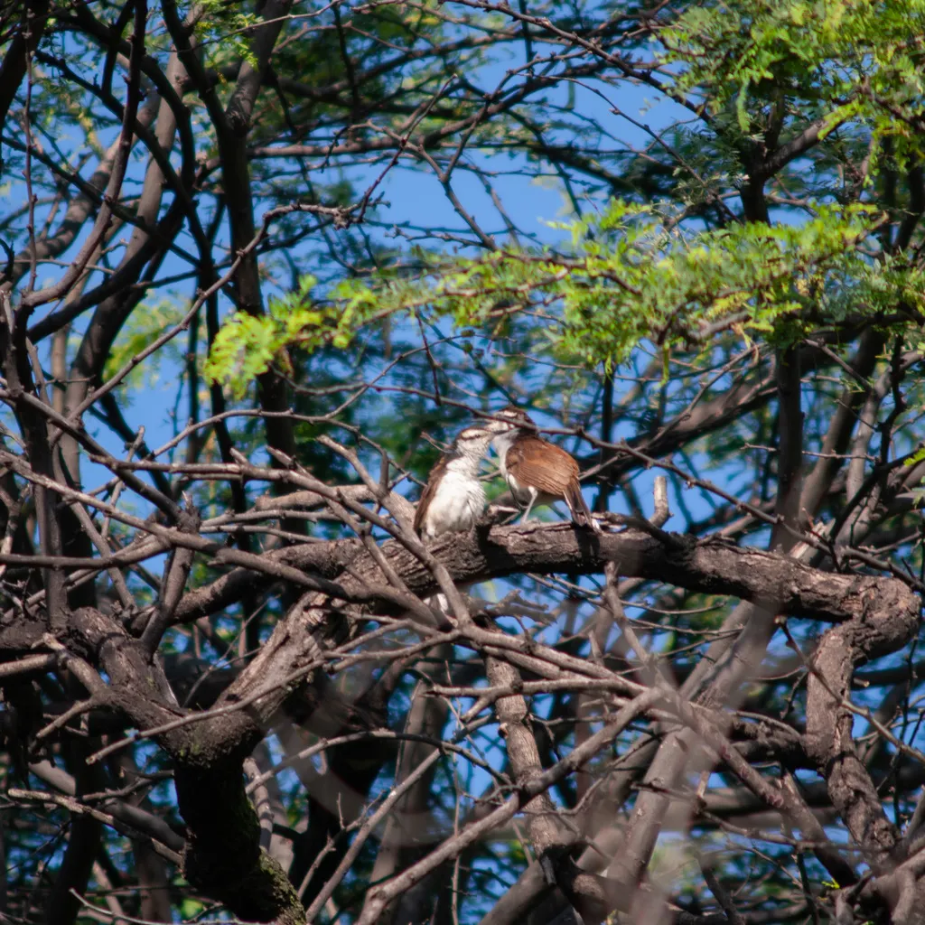 灰曲嘴鹪鹩（Campylorhynchus griseus）