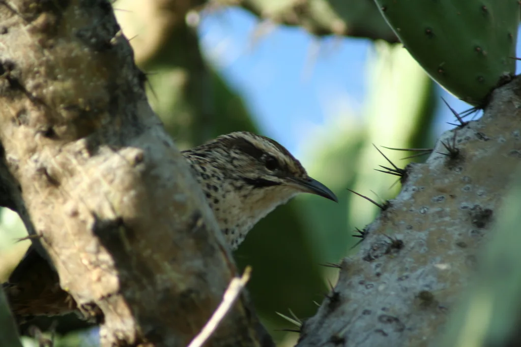 斑曲嘴鹪鹩(Campylorhynchus gularis)
