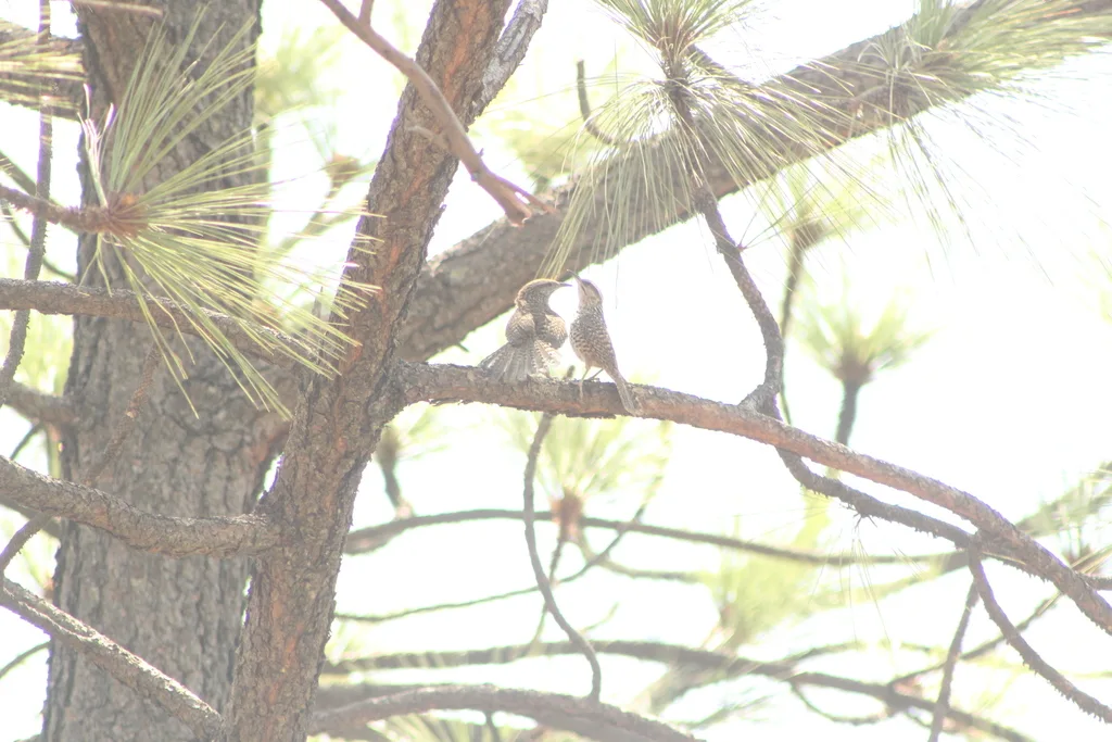 斑曲嘴鹪鹩(Campylorhynchus gularis)