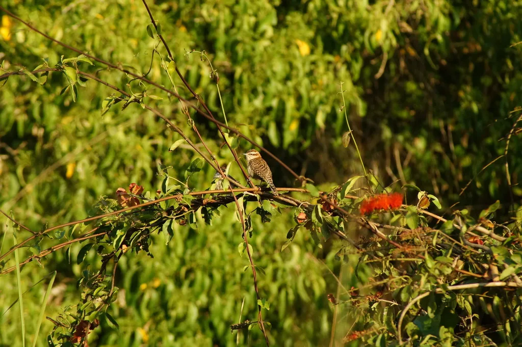 斯氏曲嘴鹪鹩（Campylorhynchus humilis）