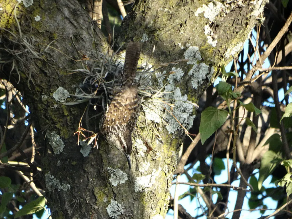波氏曲嘴鹪鹩(Campylorhynchus jocosus)