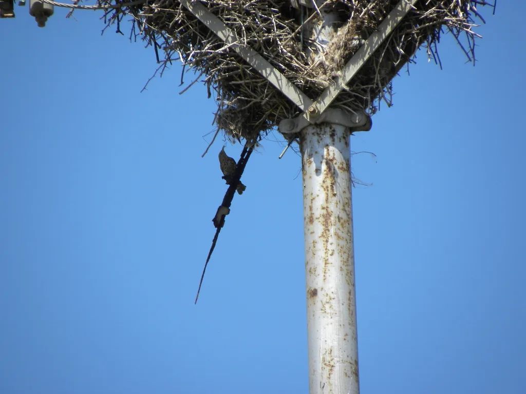 纹背曲嘴鹪鹩(Campylorhynchus nuchalis)