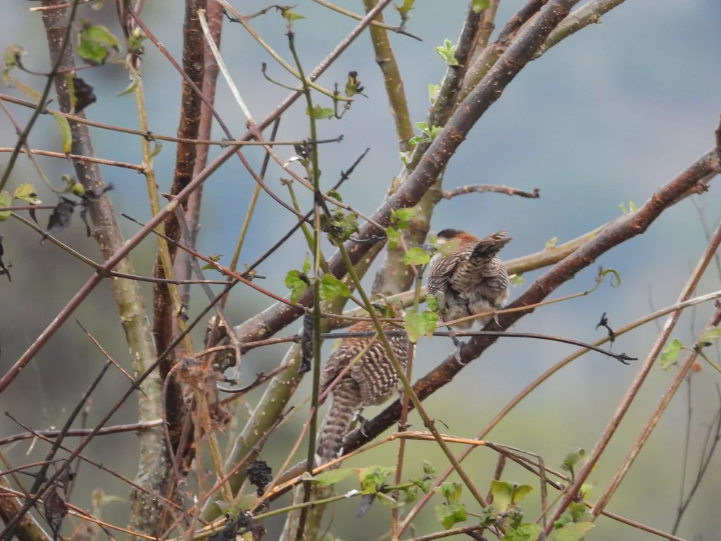 棕颈曲嘴鹪鹩(Campylorhynchus rufinucha)