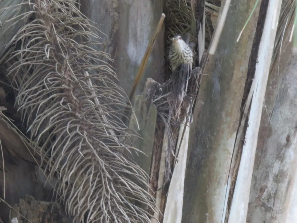 拟鸫曲嘴鹪鹩(Campylorhynchus turdinus)