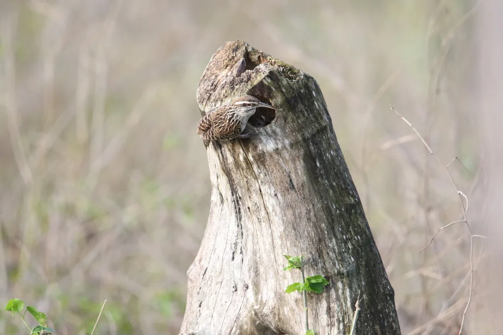 尤卡曲嘴鹪鹩(Campylorhynchus yucatanicus)