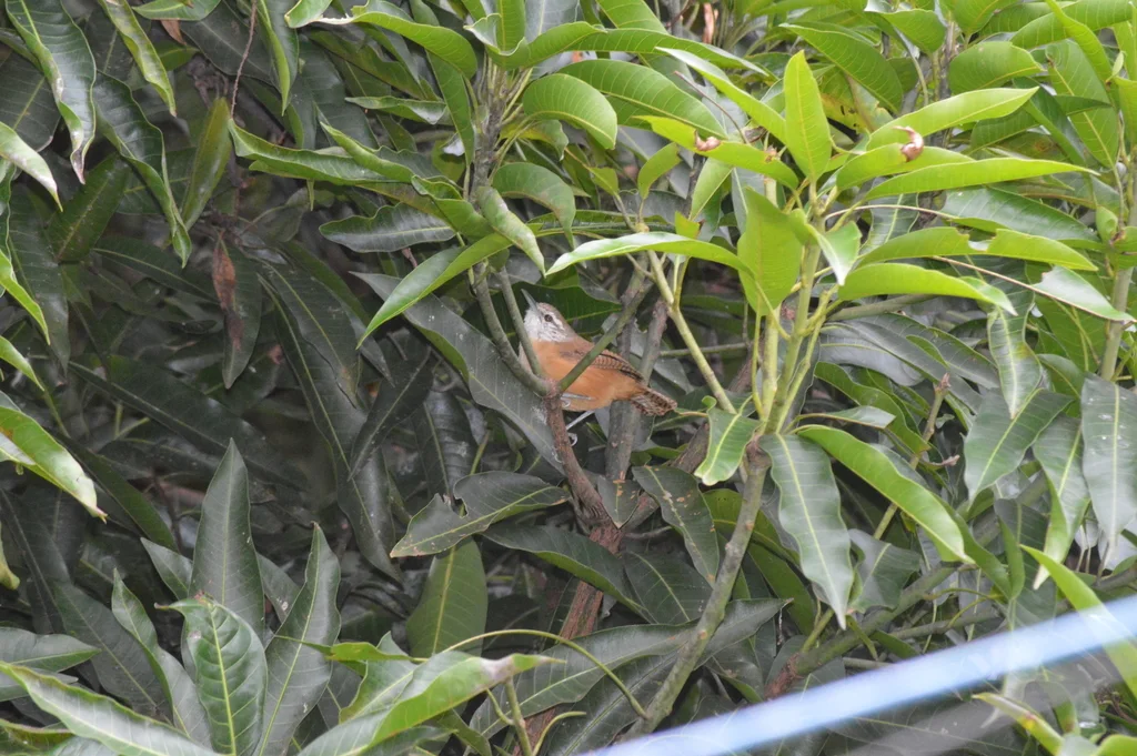 黄胸苇鹪鹩(Cantorchilus leucotis)