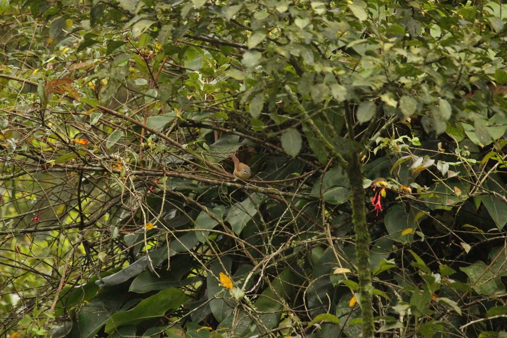 长嘴苇鹪鹩(Cantorchilus longirostris)