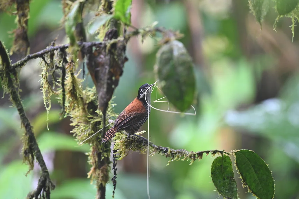 栗苇鹪鹩(Cantorchilus nigricapillus)