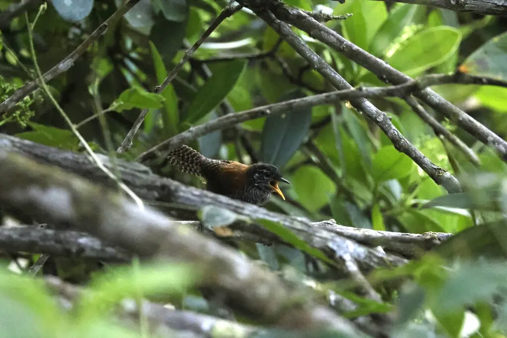 栗苇鹪鹩(Cantorchilus nigricapillus)