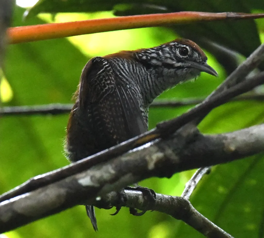 滨苇鹪鹩(Cantorchilus semibadius)