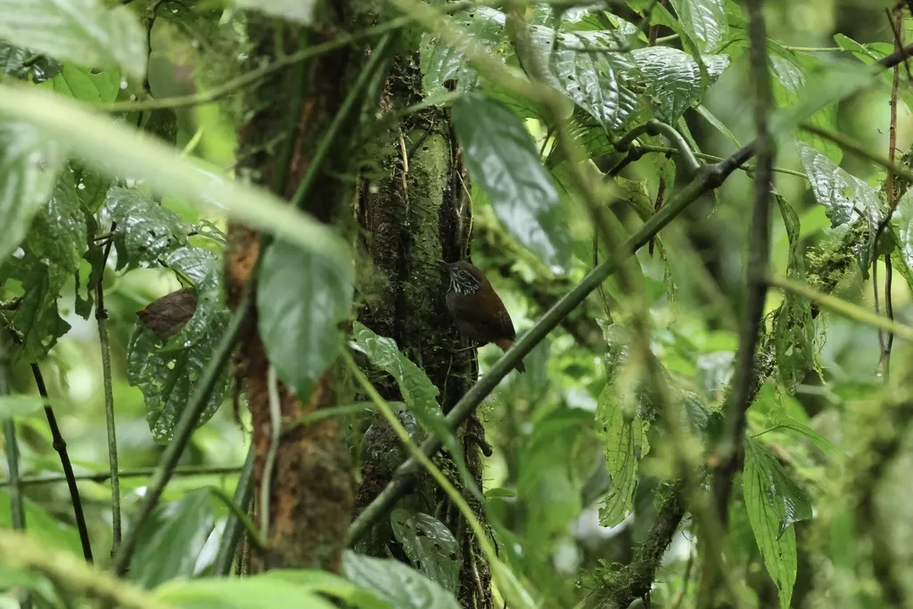 纹胸苇鹪鹩(Cantorchilus thoracicus)