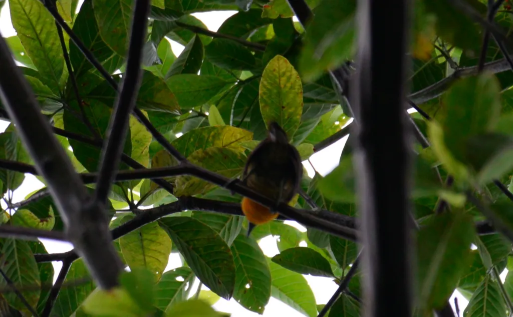 红顶拟啄木鸟(Capito aurovirens)
